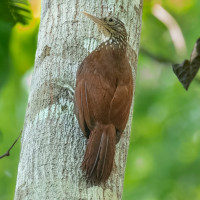 Straight-billed Woodcreeper